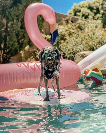 17 Dogs That Look Stylish in Sunglasses