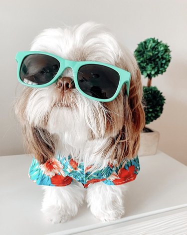 17 Dogs That Look Stylish in Sunglasses