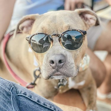 17 Dogs That Look Stylish in Sunglasses