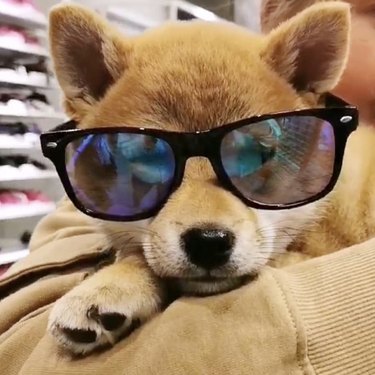 17 Dogs That Look Stylish in Sunglasses