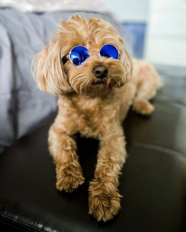 17 Dogs That Look Stylish in Sunglasses