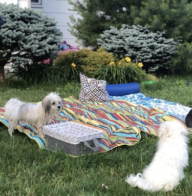Dogs Delight in Outdoor Picnics: 24 Adorable Moments
