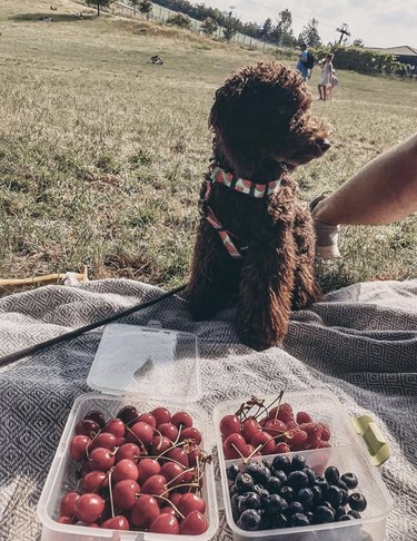 Dogs Delight in Outdoor Picnics: 24 Adorable Moments