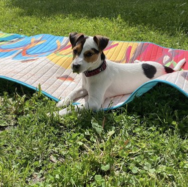 Dogs Delight in Outdoor Picnics: 24 Adorable Moments
