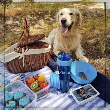 Dogs Delight in Outdoor Picnics: 24 Adorable Moments