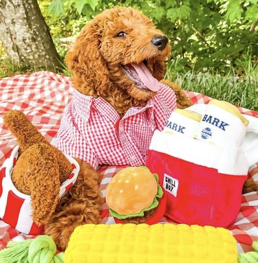 Dogs Delight in Outdoor Picnics: 24 Adorable Moments