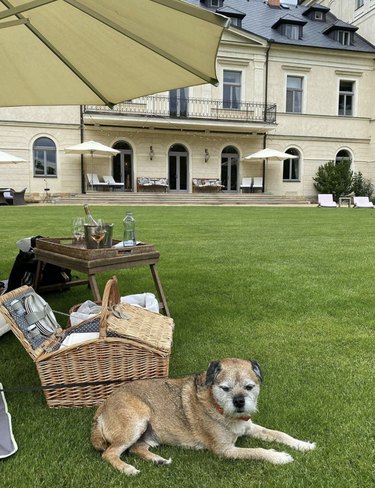 Dogs Delight in Outdoor Picnics: 24 Adorable Moments