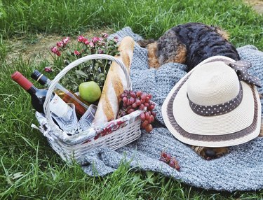 Dogs Delight in Outdoor Picnics: 24 Adorable Moments