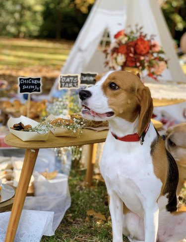 Dogs Delight in Outdoor Picnics: 24 Adorable Moments