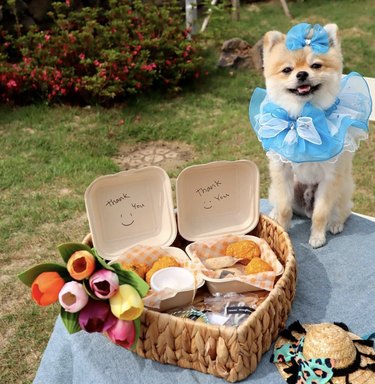Dogs Delight in Outdoor Picnics: 24 Adorable Moments