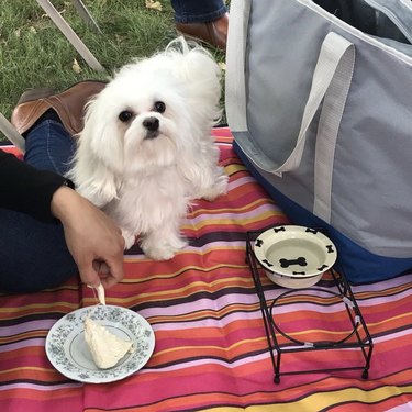 Dogs Delight in Outdoor Picnics: 24 Adorable Moments