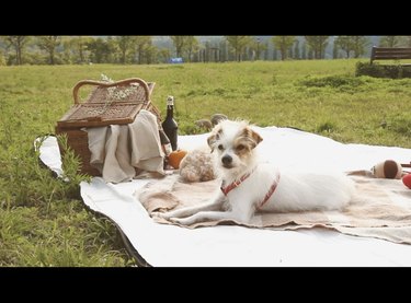 Dogs Delight in Outdoor Picnics: 24 Adorable Moments