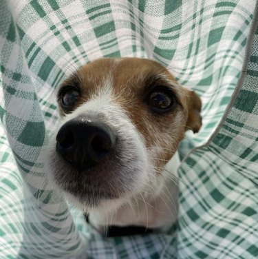 Dogs Delight in Outdoor Picnics: 24 Adorable Moments