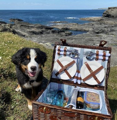 Dogs Delight in Outdoor Picnics: 24 Adorable Moments