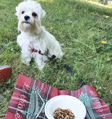 Dogs Delight in Outdoor Picnics: 24 Adorable Moments