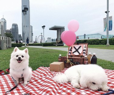 Dogs Delight in Outdoor Picnics: 24 Adorable Moments