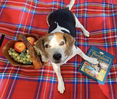 Dogs Delight in Outdoor Picnics: 24 Adorable Moments