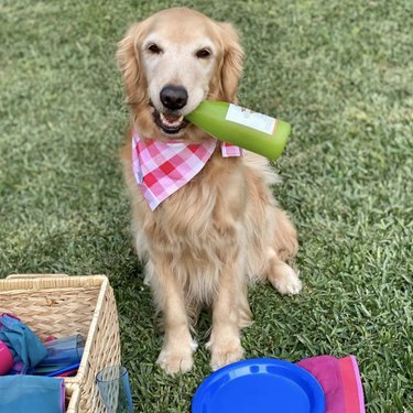 Dogs Delight in Outdoor Picnics: 24 Adorable Moments