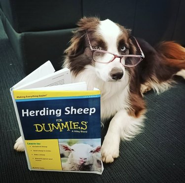 18 Book-Loving Dogs That Turn Pages With Passion