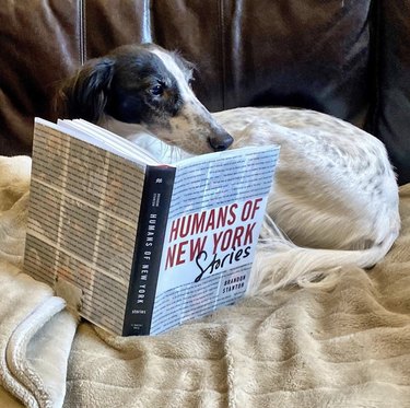 18 Book-Loving Dogs That Turn Pages With Passion