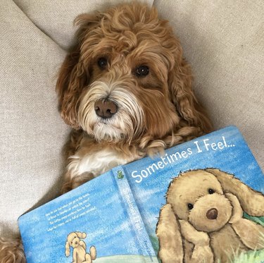 18 Book-Loving Dogs That Turn Pages With Passion