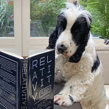 18 Book-Loving Dogs That Turn Pages With Passion