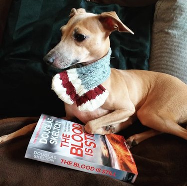 18 Book-Loving Dogs That Turn Pages With Passion