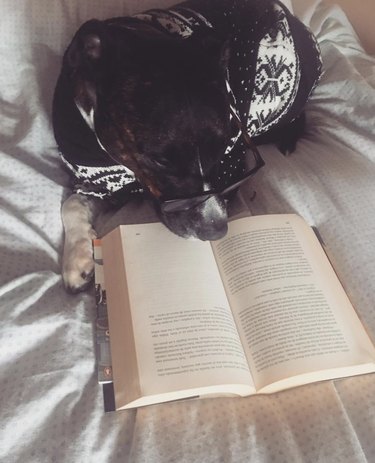 18 Book-Loving Dogs That Turn Pages With Passion