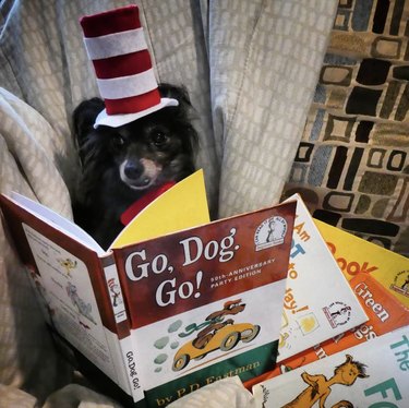 18 Book-Loving Dogs That Turn Pages With Passion
