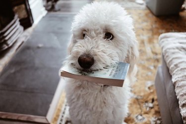 18 Book-Loving Dogs That Turn Pages With Passion