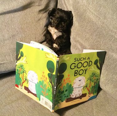 18 Book-Loving Dogs That Turn Pages With Passion