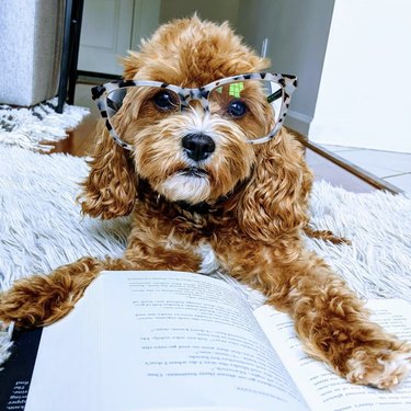 18 Book-Loving Dogs That Turn Pages With Passion