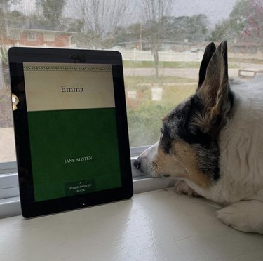 18 Book-Loving Dogs That Turn Pages With Passion