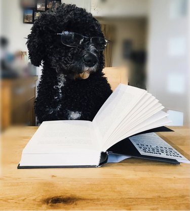 18 Book-Loving Dogs That Turn Pages With Passion