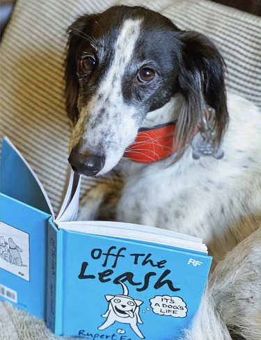 18 Book-Loving Dogs That Turn Pages With Passion