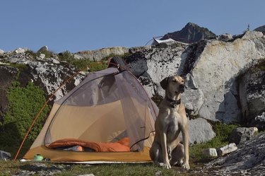 18 Adorable Dogs Who Love Camping: Cute & Adventurous