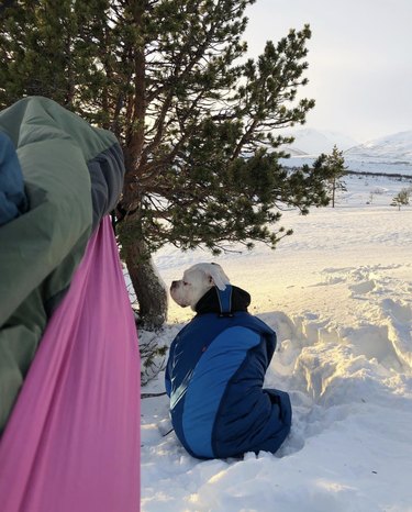 18 Adorable Dogs Who Love Camping: Cute & Adventurous