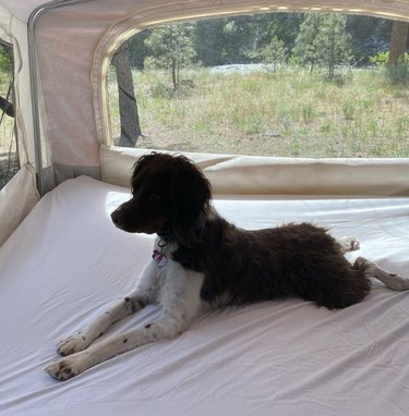 18 Adorable Dogs Who Love Camping: Cute & Adventurous