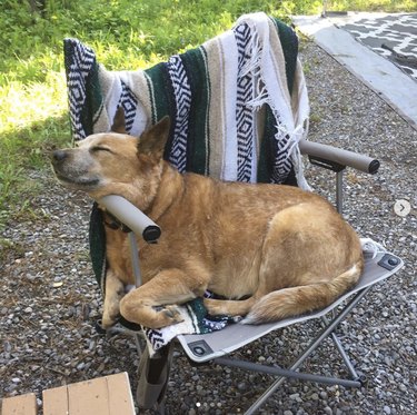 18 Adorable Dogs Who Love Camping: Cute & Adventurous