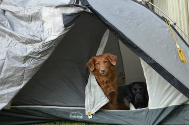 18 Adorable Dogs Who Love Camping: Cute & Adventurous