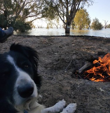 18 Adorable Dogs Who Love Camping: Cute & Adventurous