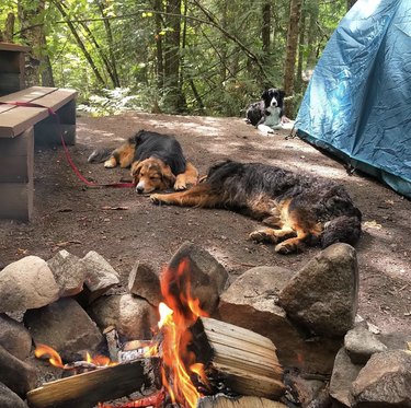 18 Adorable Dogs Who Love Camping: Cute & Adventurous