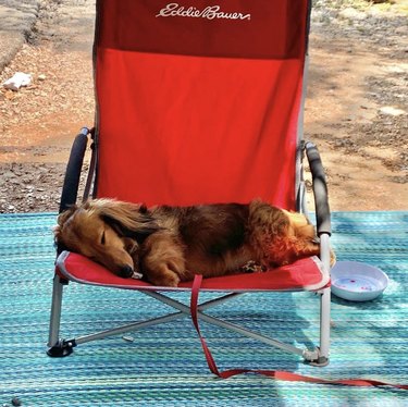 18 Adorable Dogs Who Love Camping: Cute & Adventurous