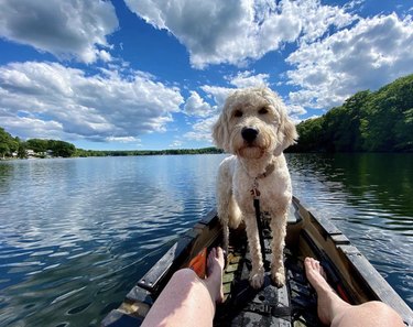 18 Adorable Dogs Who Love Camping: Cute & Adventurous