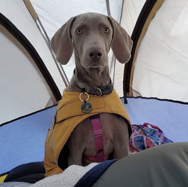 18 Adorable Dogs Who Love Camping: Cute & Adventurous