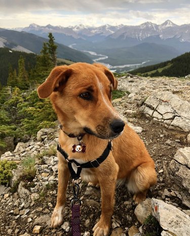 18 Adorable Dogs Who Love Camping: Cute & Adventurous