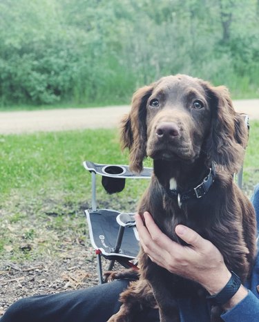 18 Adorable Dogs Who Love Camping: Cute & Adventurous