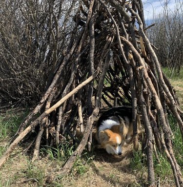 18 Adorable Dogs Who Love Camping: Cute & Adventurous