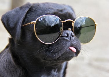 17 Adorable Dog Photos Guaranteed to Brighten Your Day
