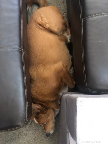 17 Adorable Dog Photos Guaranteed to Brighten Your Day
